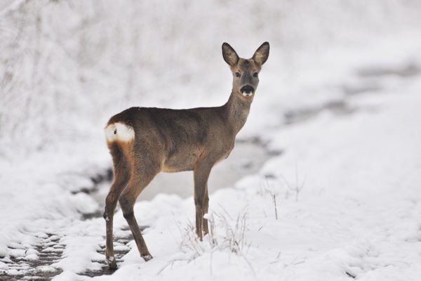 Tierpark Untertauern – Ausflugsziele im Salzburger Land