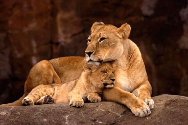 Zoo Salzburg – Ausflugsziele im Salzburger Land